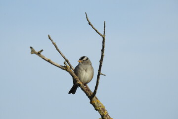 A white-crowned sparrow perched on a branch under a blue sky in the Sacramento Valley, California.