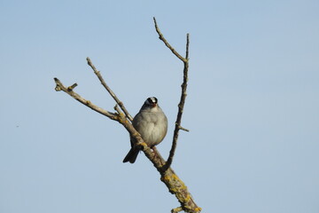 A white-crowned sparrow perched on a branch under a blue sky in the Sacramento Valley, California.