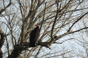 A turkey vulture perched in a tree in the Sacramento Valley, California.