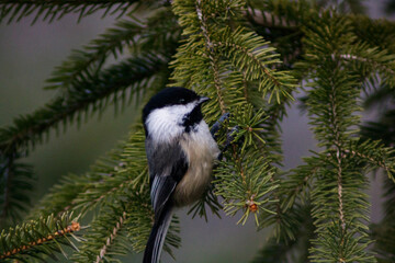 black capped chickadee
