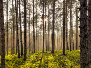 Wiosenny, mglisty poranek w sosnowym lesie. - obrazy, fototapety, plakaty