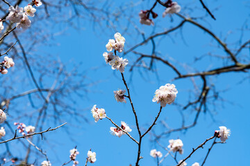 林業試験場樹木公園の杏子