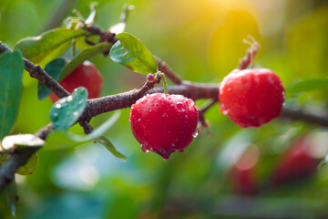 Acerola cherry on the tree with water drop, High vitamin C and antioxidant fruits. Fresh organic Acerola cherry on the tree.