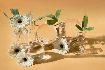 Flowers, transparent glass jars, bottles, vials. Reflections, distorted floral elements. Desaturated beige background. Natural sunlight, long shadows. White gerbera, exotic leaves. Biophilia design.