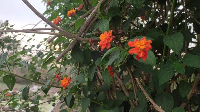 red and yellow flowers