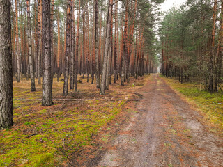Droga w sosnowym lesie.