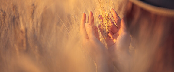 A young woman's hand touching some ear of corns in a wheat field. Young girl in a concettual scene