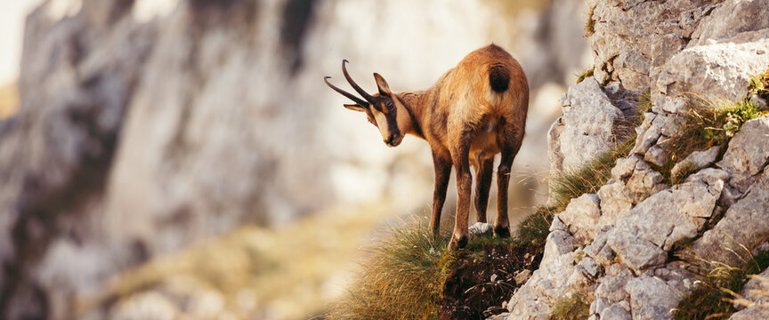 Wild chamois in Abruzzo, Apennines, Italy