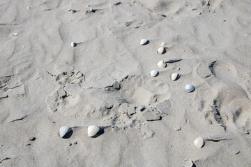 Amrum