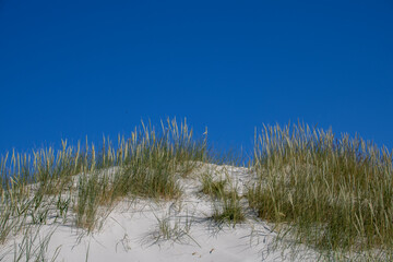 Amrum