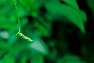 Green background of leaves