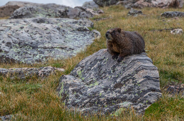 marmot in the mountains
