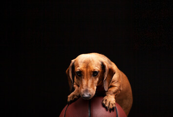 image of dog basketball dark background 