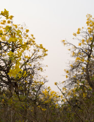 Golden Trumpet tree or Tabebuia chrysantha, guayacan, yellow flower