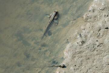 Mudskipper, An Amphibious Fish