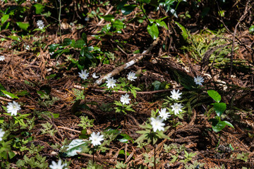 林業試験場樹木公園のキクザキイチゲ