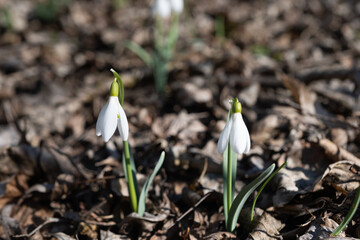 snowdrops growing in the forest in spring