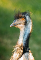 close-up on the head of a black wild ostrich and a large beak, orange eyes and a long neck. wild animals and rare species from the Red Book.