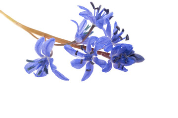 Fototapeta na wymiar blue spring flowers isolated