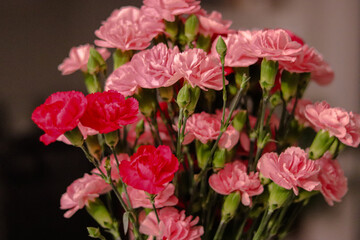 Fototapeta na wymiar Pink carnations, light pink carnations, and dark pink carnations 