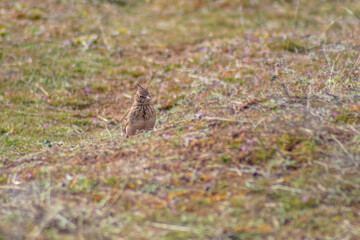 Bird standing in the grass in nature. Wildlife photography.