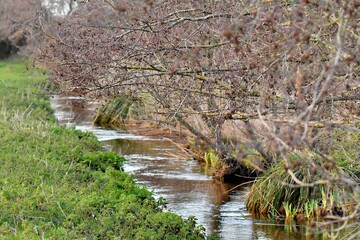 stream in the nature in Brittany