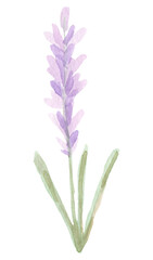 Fototapeta na wymiar Hand drawn watercolor lavender flower