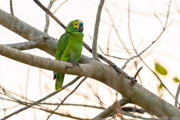 The turquoise-fronted amazon (Amazona aestiva)
