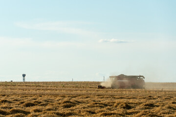 Fototapeta premium combine harvester while working in the field with wheat during the harvesting campaign. Combine harvesting the wheat field. The harvest season of grain crops.