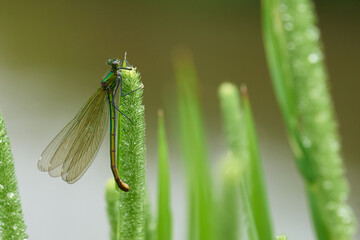 Geb&auml;nderte Prachtlibelle Weibchen	