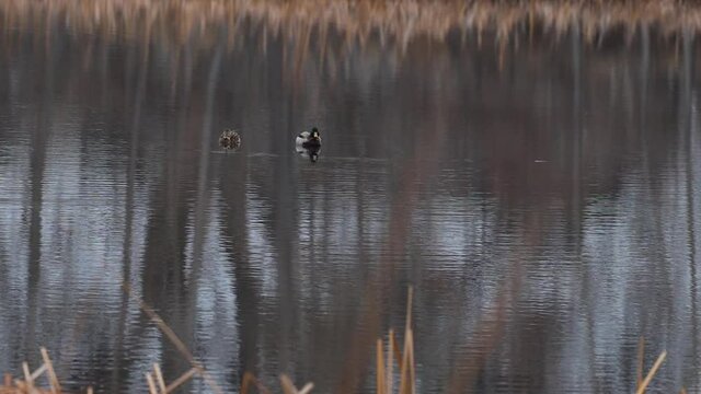 A pair of ducks peaceful and still on a reflective winter pond. 120fps.