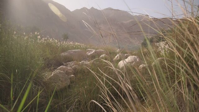 Scenic oasis Wadi vegetation disperse through water flow amidst Desert - Ground level wide slow pan shot