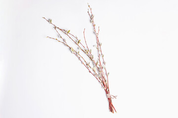 Sprig of willow isolated on white background