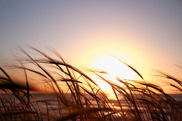 reeds at the beach during sunset - obrazy, fototapety, plakaty