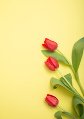 Red tulips flat lay on yellow background. Three flowers photography.