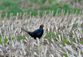 Beautiful black pheasant in a field