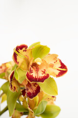 Fototapeta na wymiar Vibrant green and red orchid on white background