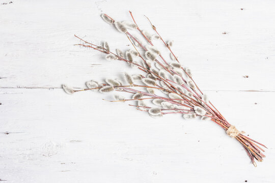 Sprig of willow on old white wooden boards background