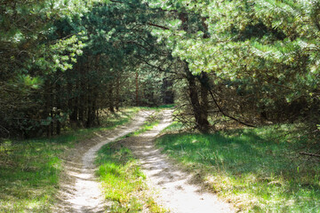 Spring Forest Road. sunny glade, bumps, fresh green grass. Beautiful natural background. Selective focus