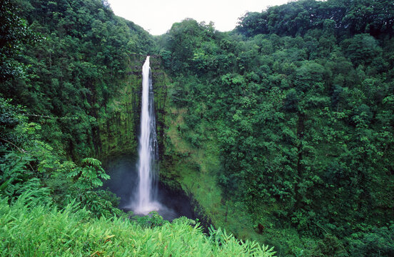 The Akaka Falls State Park On The Hawaii Island Of Kona With An Impressive Stream Falling Into A Deep Valley