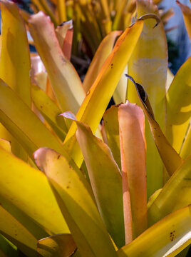 Bromeliads (Vriesea) tropical plant. scientific name Aechmea blanchetiana, Nature background, Foliage nature. Selective focus.