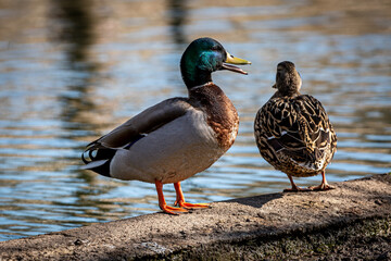 A Male and Female Mallard Duck © lemanieh