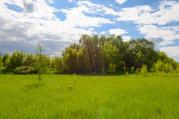 Summer landscape with a green clearing, trees and a blue sky with clouds