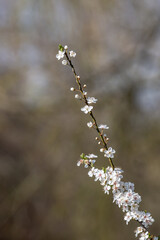A Tree Branch Covered in Blossom