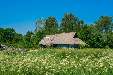 Fototapeta na wymiar Old abandoned house in grown in grass village
