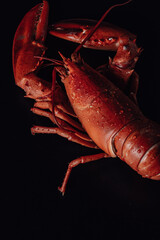 Macro of a fresh cooked lobster on a black background