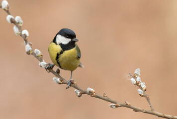 Great tit close up ( Parus major )