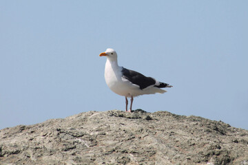 Fototapeta premium seagull on rock