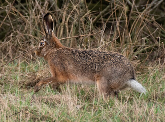 Rabbit / Hare (Feldhase / Kaninchen)