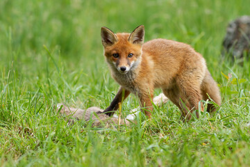 Little red fox looking to the camera on grassland in summer